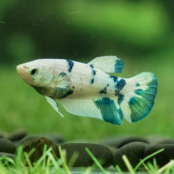 Blue/Green Dalmatian Plakat- Female