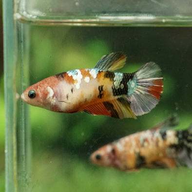 Multicolor/galaxy Koi Plakat- Female