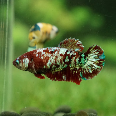 Multicolor/galaxy Koi Plakat- Female