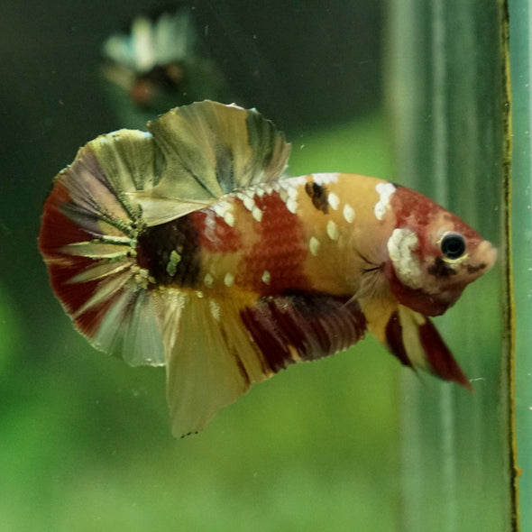 Multicolor/Galaxy Koi Plakat -12 weeks Old