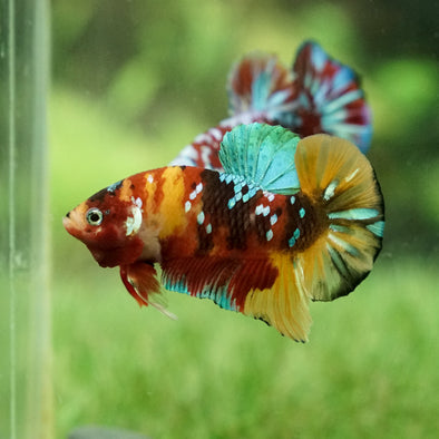 Multicolor/Galaxy Koi Plakat -14 weeks Old