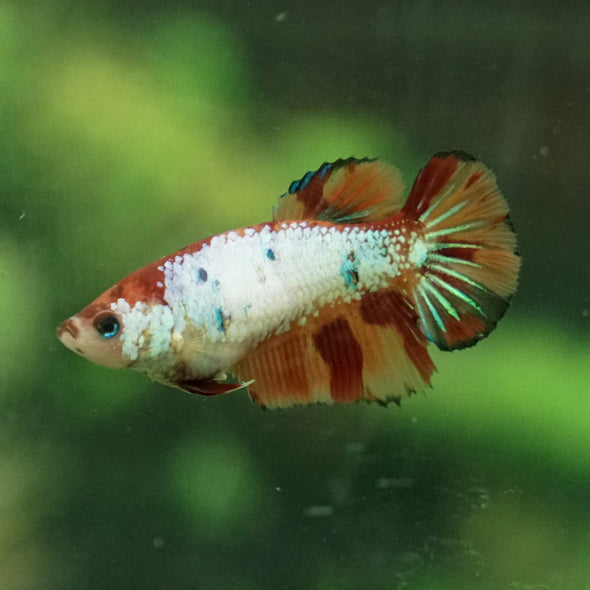 Multicolor Galaxy Halfmoon- Female