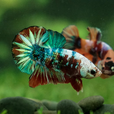 Multicolor/Galaxy Koi Plakat -11 weeks Old