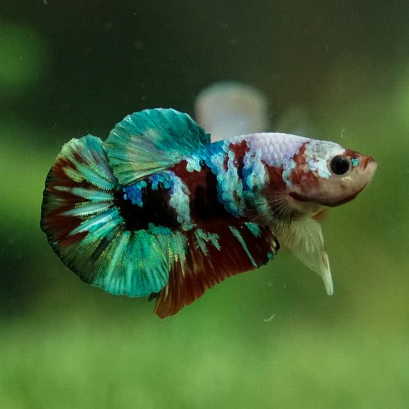 Multicolor/Galaxy Koi Plakat -12 weeks Old