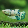 Blue/Green Dalmatian Plakat- Female