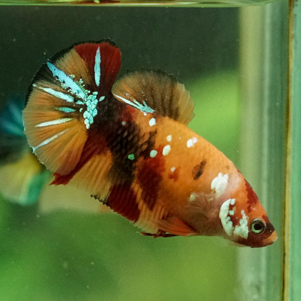 Koi Plakat Female - 12 weeks old