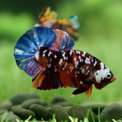 Multicolor/Galaxy Koi Plakat -15 weeks Old