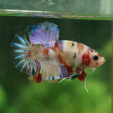 Multicolor/Galaxy Koi Plakat -11 weeks Old