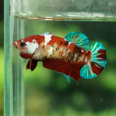 Multicolor/galaxy Koi Plakat- Female