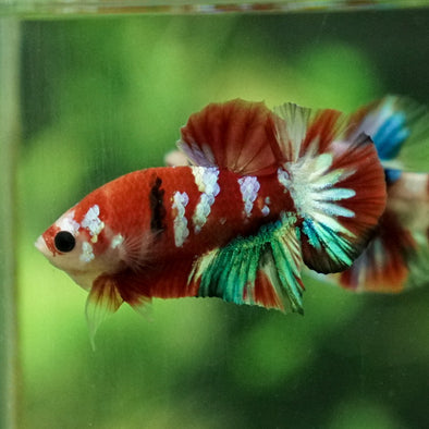 Multicolor/Galaxy Koi Plakat -11 weeks Old