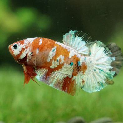 Multicolor/Galaxy Koi Plakat -15 weeks Old