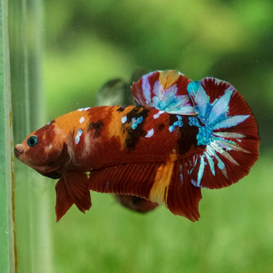 Multicolor/Galaxy Koi Plakat -12 weeks Old