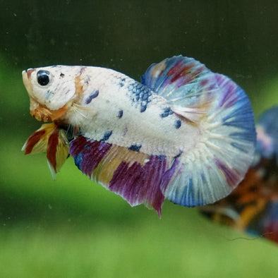 Multicolor/Galaxy Koi Plakat -15 weeks Old