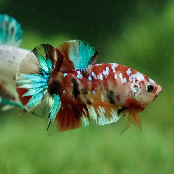 Multicolor/Galaxy Koi Plakat -11 weeks Old