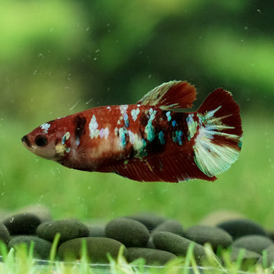 Multicolor/galaxy Koi Plakat- Female