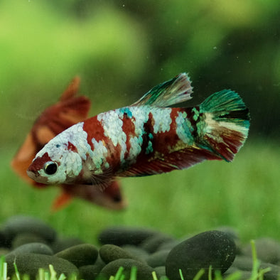 Multicolor/galaxy Koi Plakat- Female