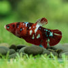 Multicolor/galaxy Dumbo Koi Plakat- Female