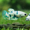 Blue/Green Dalmatian Plakat- Female