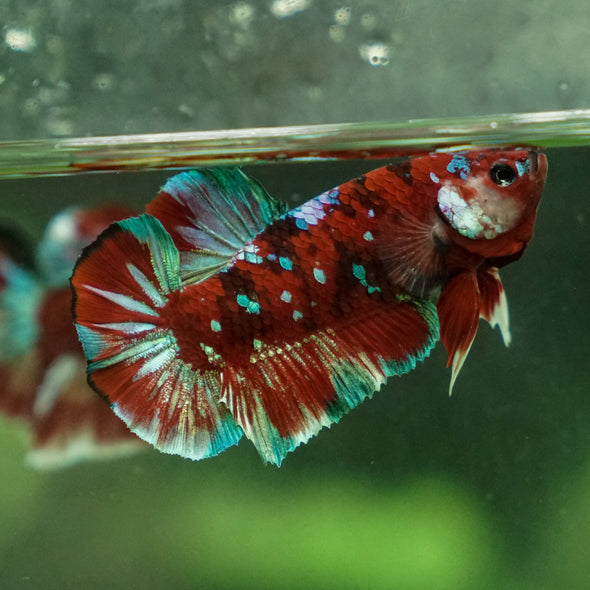 Multicolor/Galaxy Koi Plakat -13 weeks Old