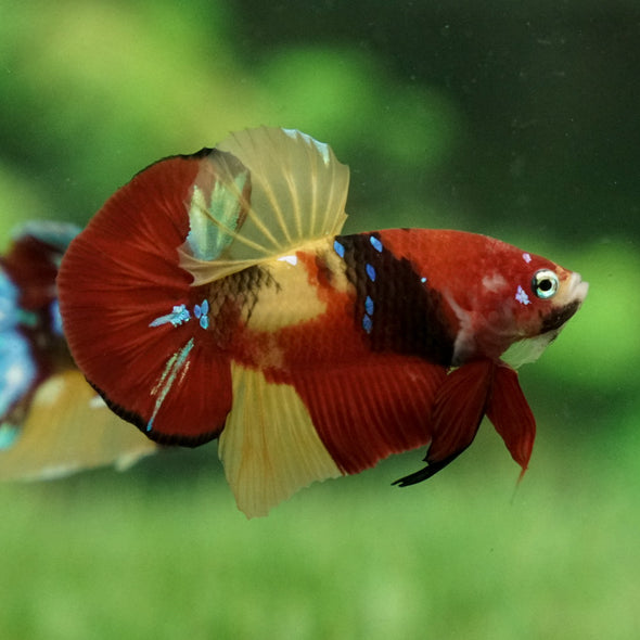 Multicolor/Galaxy Koi Plakat -15 weeks Old