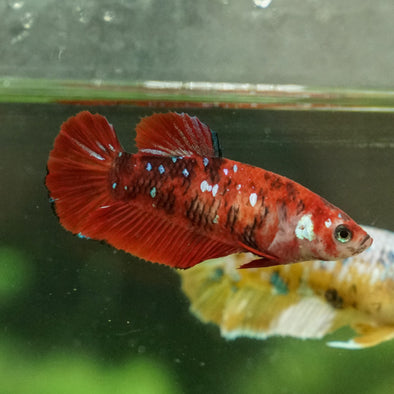 Multicolor/galaxy Koi Plakat- Female