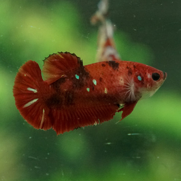 Multicolor/ Galaxy Koi Plakat- Female- 16 Weeks Old