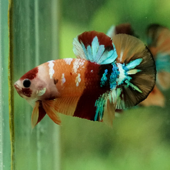 Multicolor/Galaxy Koi Plakat -11 weeks Old