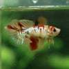 Koi Halfmoon - Female