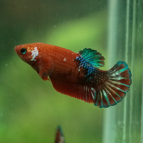 Red Fancy Plakat 13 Week Old- Female