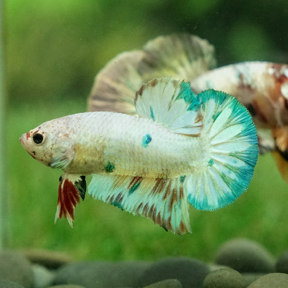 Multicolor/Galaxy Koi Plakat -12 weeks Old