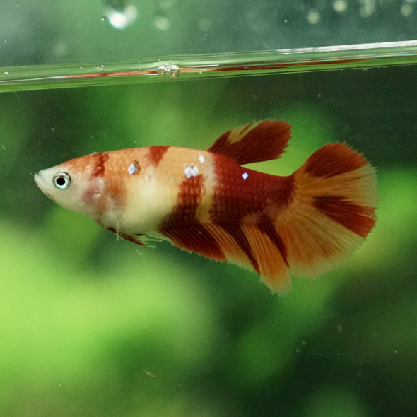 Koi Halfmoon - Female