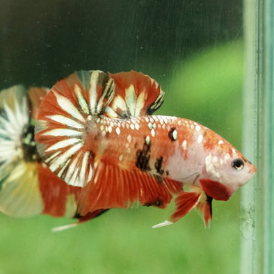 Multicolor/Galaxy Koi Plakat -11 weeks Old