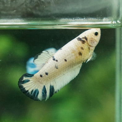 Blue/Green Dalmatian Plakat- Female