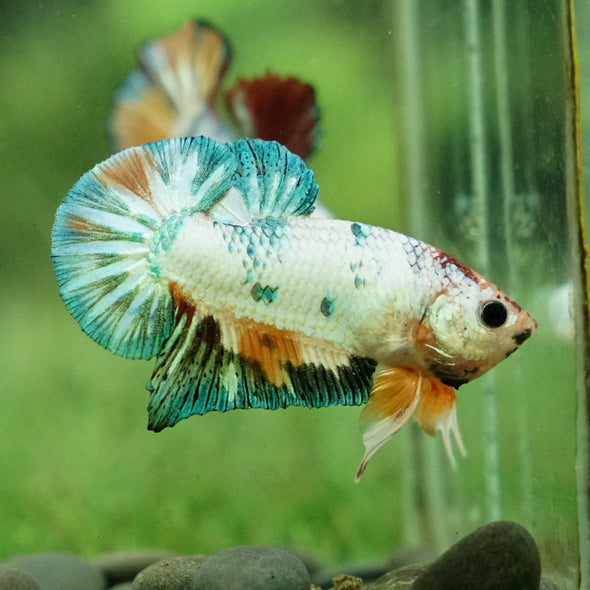 Multicolor/Galaxy Koi Plakat -12 weeks Old