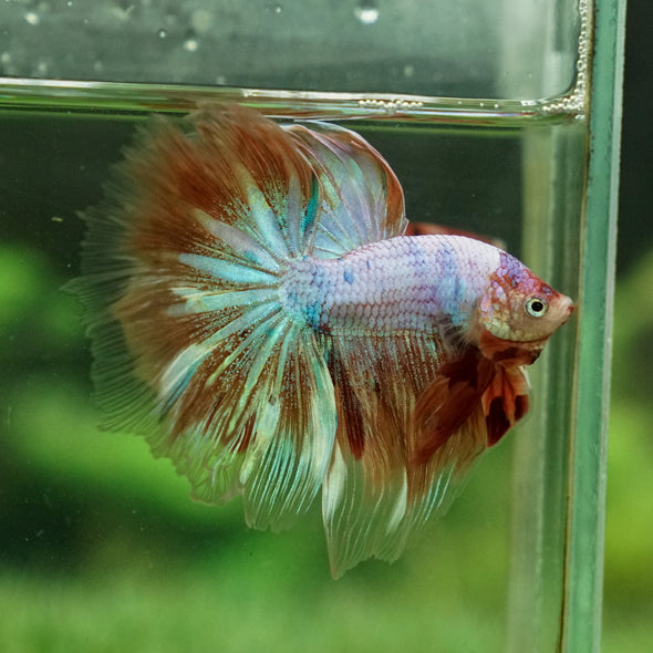 Galaxy Koi Halfmoon - 12 weeks old