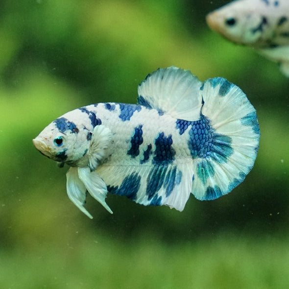 Blue/Green Dalmatian Plakat -13 weeks Old