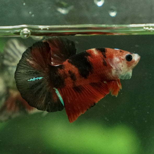 Multicolor/Galaxy Koi Plakat -11 weeks Old