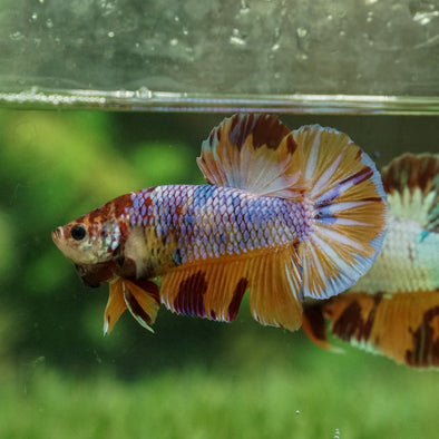 Giant Multicolor/Galaxy Koi Plakat -16 weeks Old