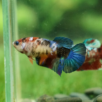 Multicolor/galaxy Koi Plakat- Female