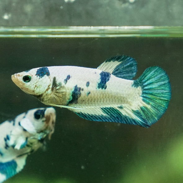 Blue/Green Dalmatian Plakat- Female