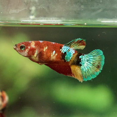 Multicolor/galaxy Koi Plakat- Female