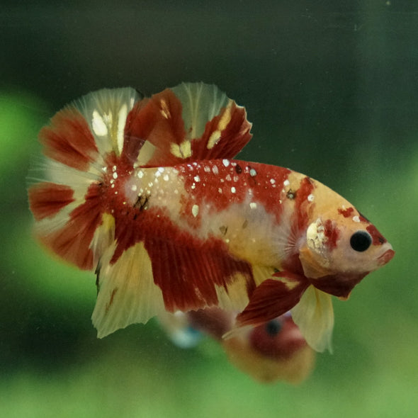 Multicolor/Galaxy Koi Plakat -15 weeks Old