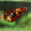 Multicolor/galaxy Koi Plakat- Female