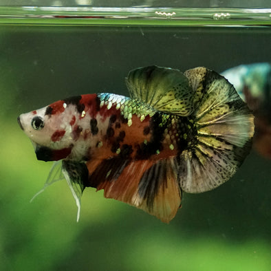 Copper/Gold Galaxy Koi Plakat - 11 Weeks Old