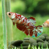 Multicolor/galaxy Koi Plakat- Female