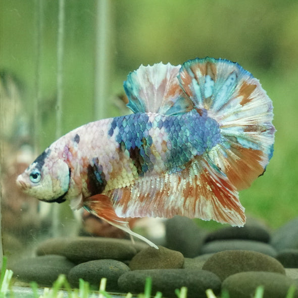 Multicolor/Galaxy Koi Plakat -12 weeks Old