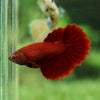 Super red Halfmoon - Female