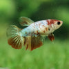 Koi Halfmoon - Female