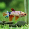 Koi Halfmoon - Female