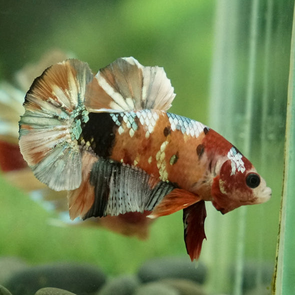 Multicolor/Galaxy Koi Plakat -15 weeks Old